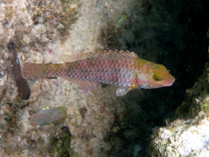 Giovanili di Sparisoma cretense